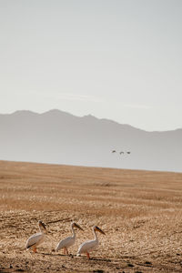 View of birds on land against the sky