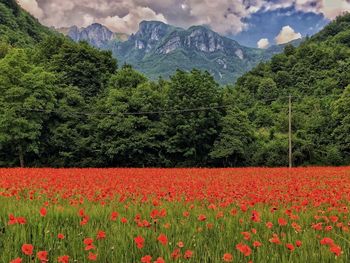 Scenic view of flowering plants on field against mountains