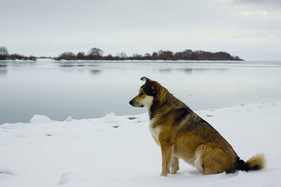 Dog on lake against sky