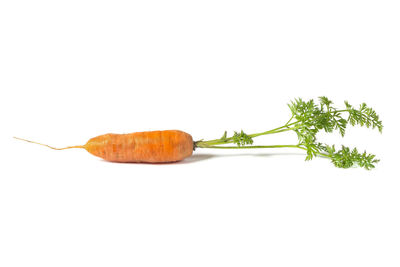 Close-up of fresh vegetables against white background