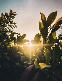 Sun shining through plants during sunset