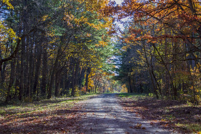 Road amidst trees in forest during autumn