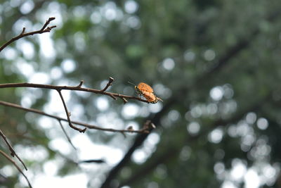 Close-up of butterfly on branch