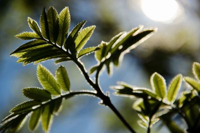 Close-up of plant against sky