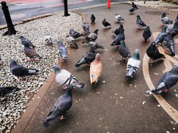 High angle view of pigeons perching on footpath