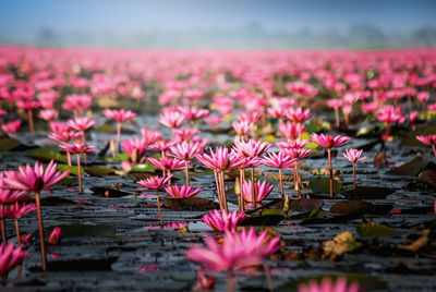 Scenic spring open season travel concept.beautiful nature red lotus sea at thailand, udon thai.