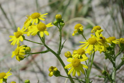 Close-up of yellow flowering plant