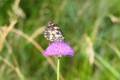 Close-up of butterfly on purple flower