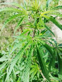 Close-up of green leaves