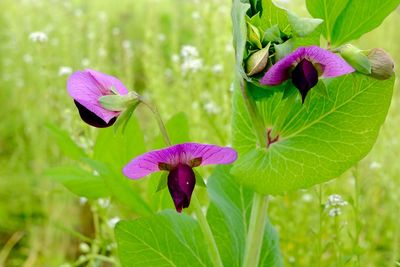 Close-up of purple flowers blooming outdoors