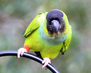 Close-up of parrot perching on metal