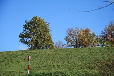Scenic view of grassy field against blue sky