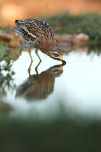 Close-up of bird perching on a lake