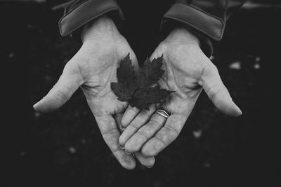 Cropped hand holding autumn maple leaf