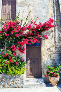 Flower plants against house door