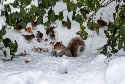 View of an animal on field