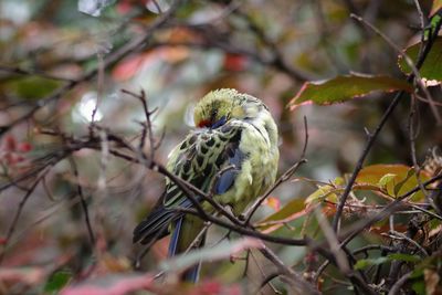 Close-up of bird perching on branch