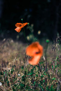 Close-up of orange flower on field