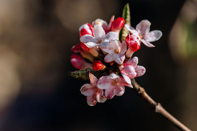 Close-up of pink cherry blossom