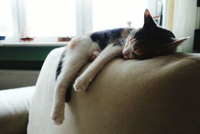 Cat sleeping on tiled floor