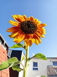Low angle view of sunflower against sky