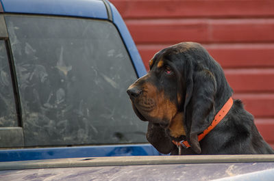 Dog in truck looking away 
