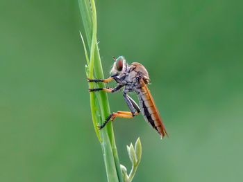 Close-up of insect on plant