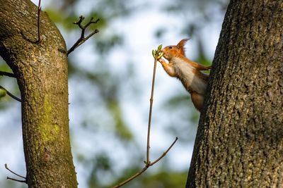 Low angle view of squirrel on tree trunk