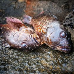 Close-up of dead fish on wet rock