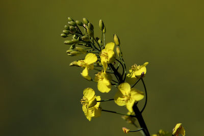 Close-up of yellow flowering plant