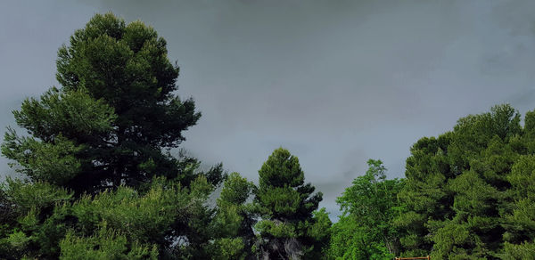 Low angle view of trees against sky