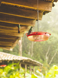 Hummingbirds on feeder