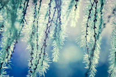 Close-up of frozen plants during winter