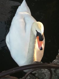 Close-up of swan swimming in lake