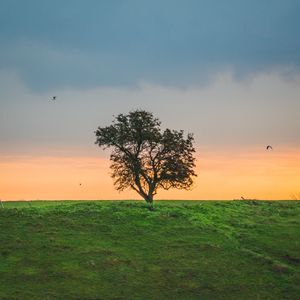 A single tree silhouette against the dawn sky.