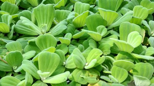 Full frame shot of green plants