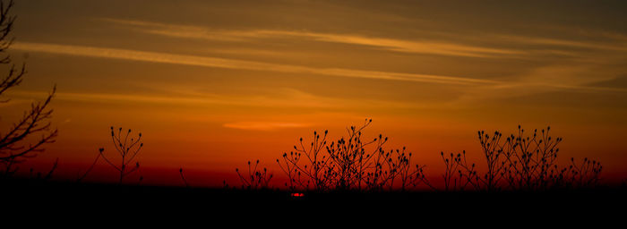 Silhouette plants on field against sky during sunset