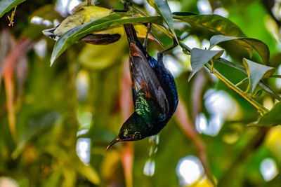 A hanging sun bird.