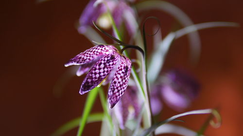 Close-up of purple flowering plant