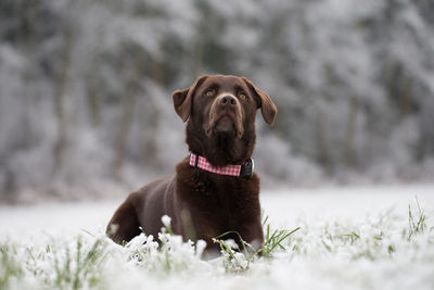 Dog sitting on field