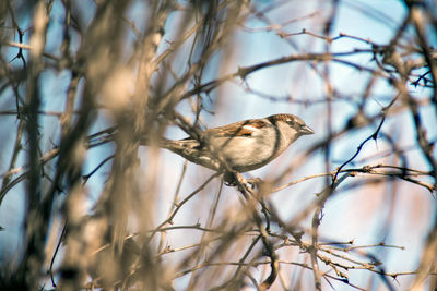 Low angle view of bird perching on branch