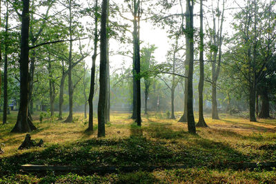 Trees in forest