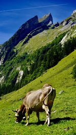 Cows grazing on field against mountain