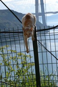 Low angle view of dog against sky