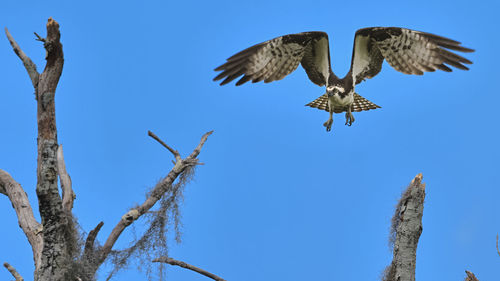 Osprey flying mid-air blue sky over trees