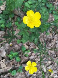 Close-up of yellow flower