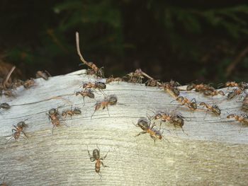 Close-up of insect on plant