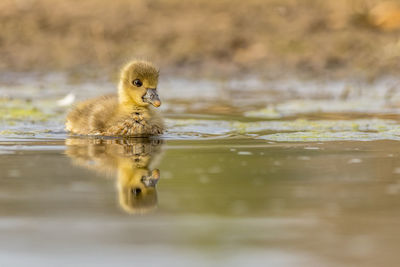 Duck drinking water