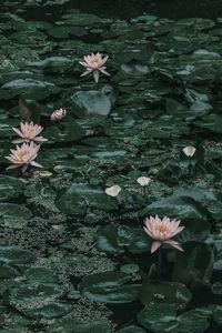 Close-up of lotus water lily in lake