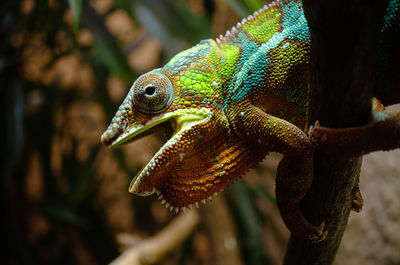 Close-up of chameleon on tree branch